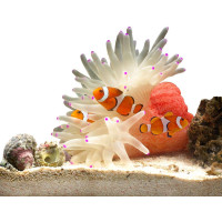 Все для морської акваріумістики