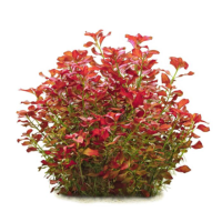 Живі рослини