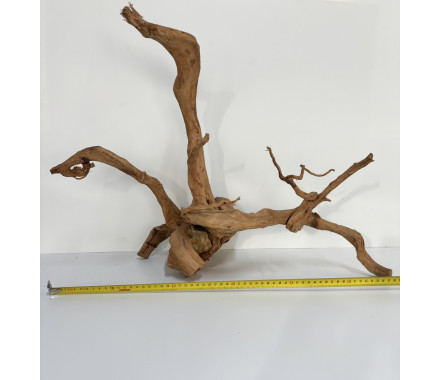 Коріння Азалія 1667 г
