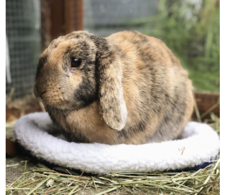 Nobby Лежак для гризунів 30х26 см