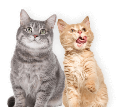 КОТИ
